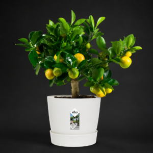 Elho Greenville Round Plant Pot with Integrated Base 25cm White