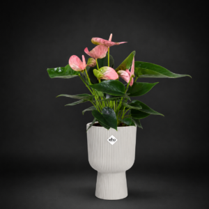Elho Vibes Fold Coupe Display Plant Pot 14cm Silky White